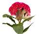 گل تاج خروس ریما